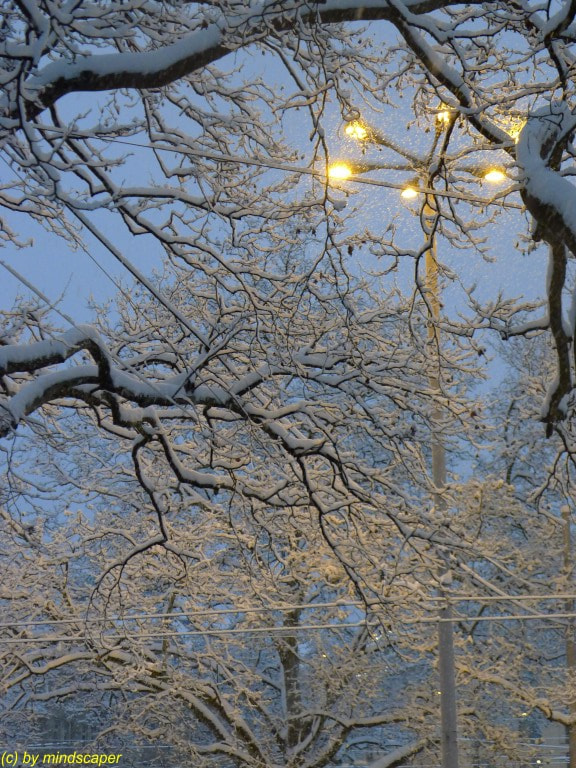Leica D-LUX 5 sample photo. Fresh snowed trees photography