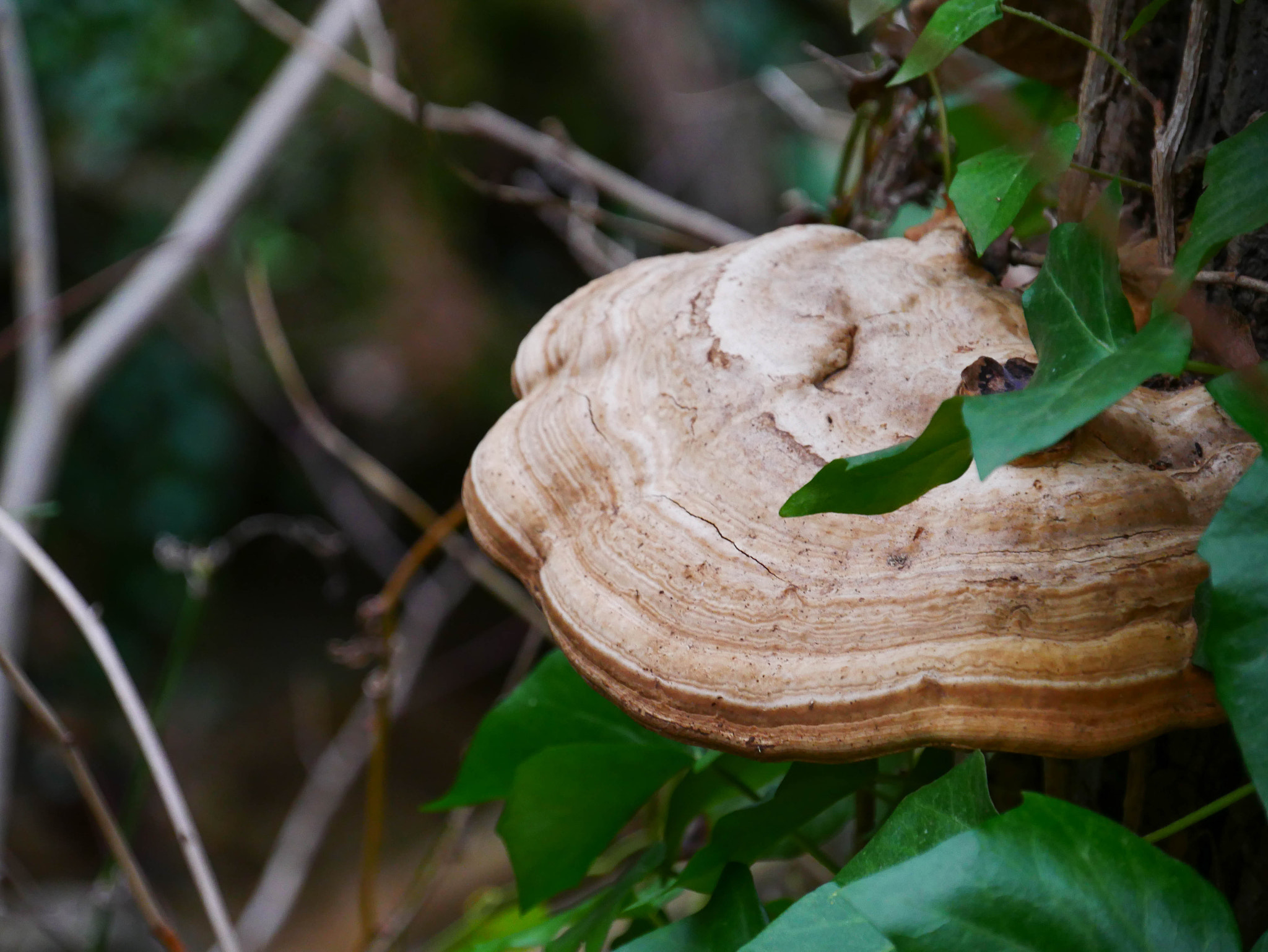 Panasonic Lumix DMC-G7 sample photo. Mushroom photography
