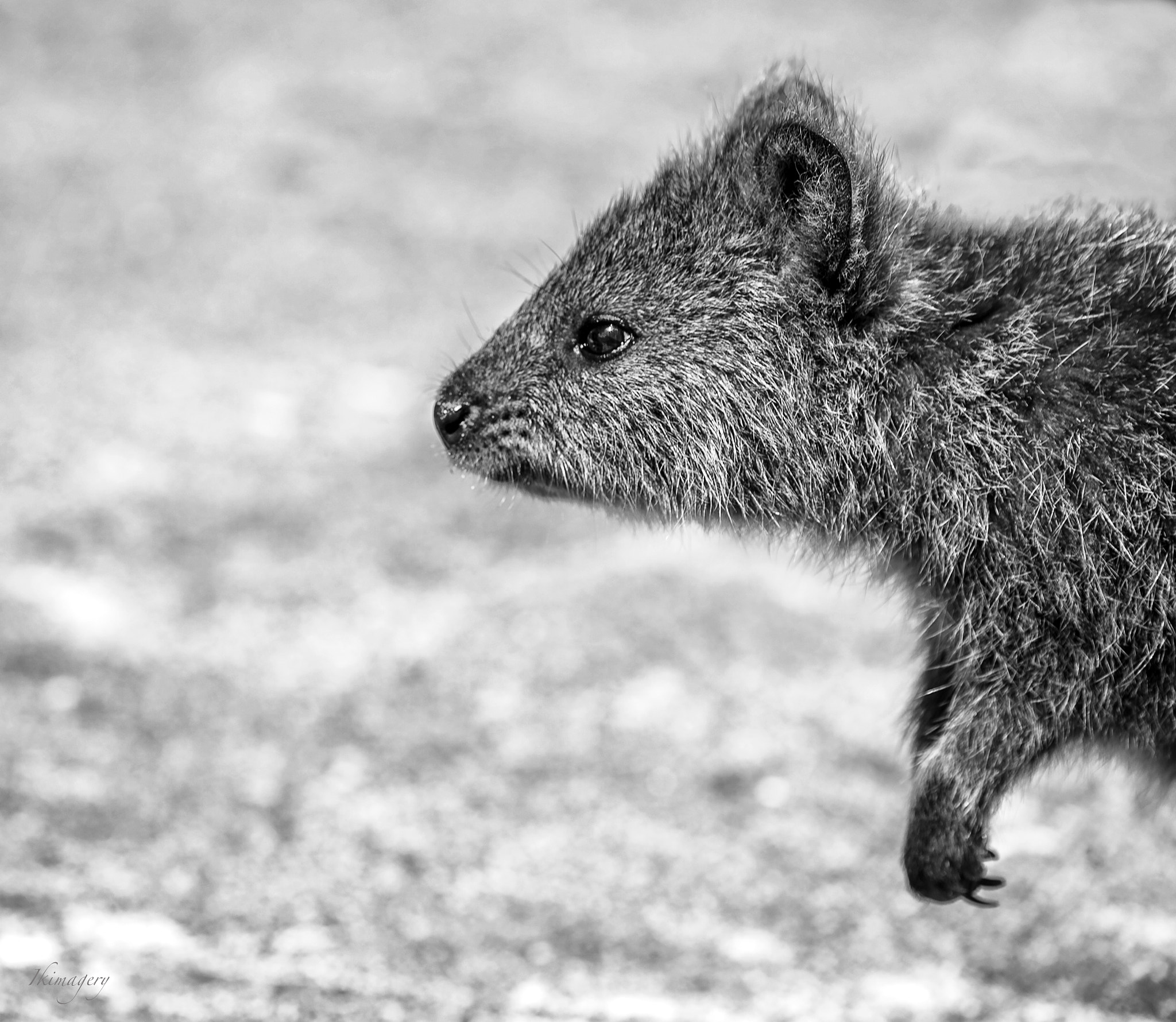 Nikon D4 sample photo. Rottnest quokka close photography