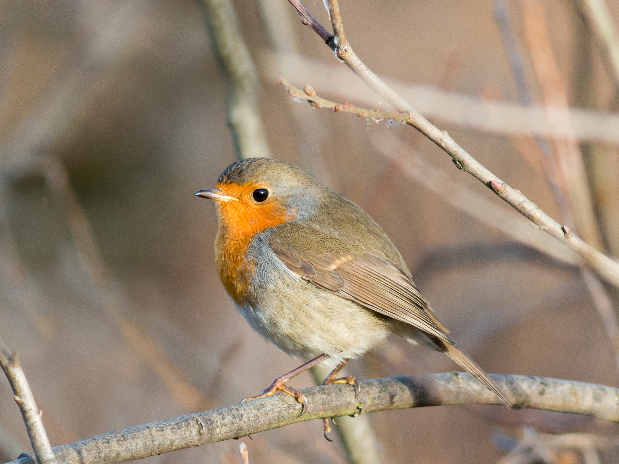 Olympus OM-D E-M1 + Metabones 400/5.6 sample photo. Winter robin photography