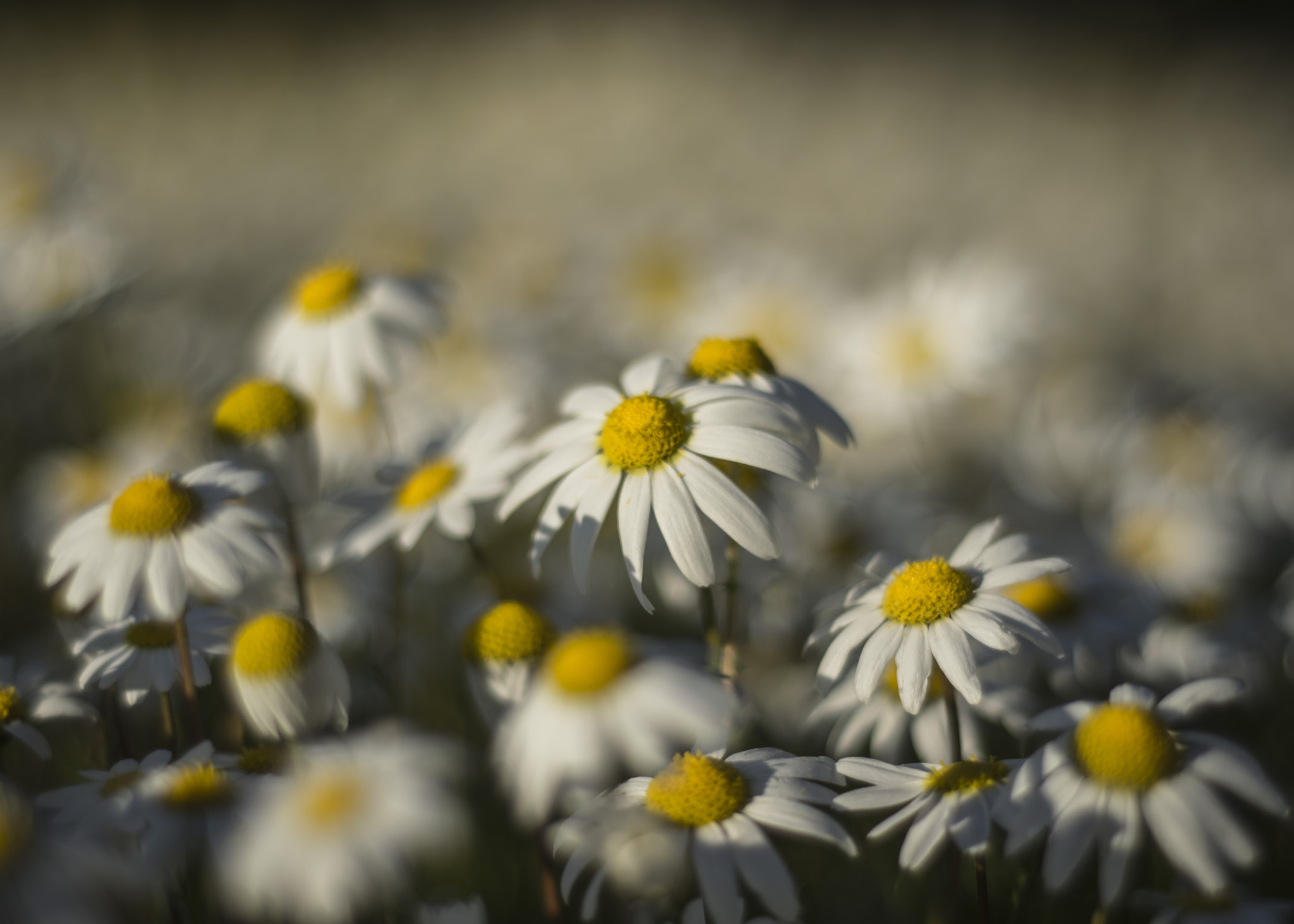 Nikon D5300 + Nikon AF Nikkor 50mm F1.8D sample photo. Margaritas en invierno... photography