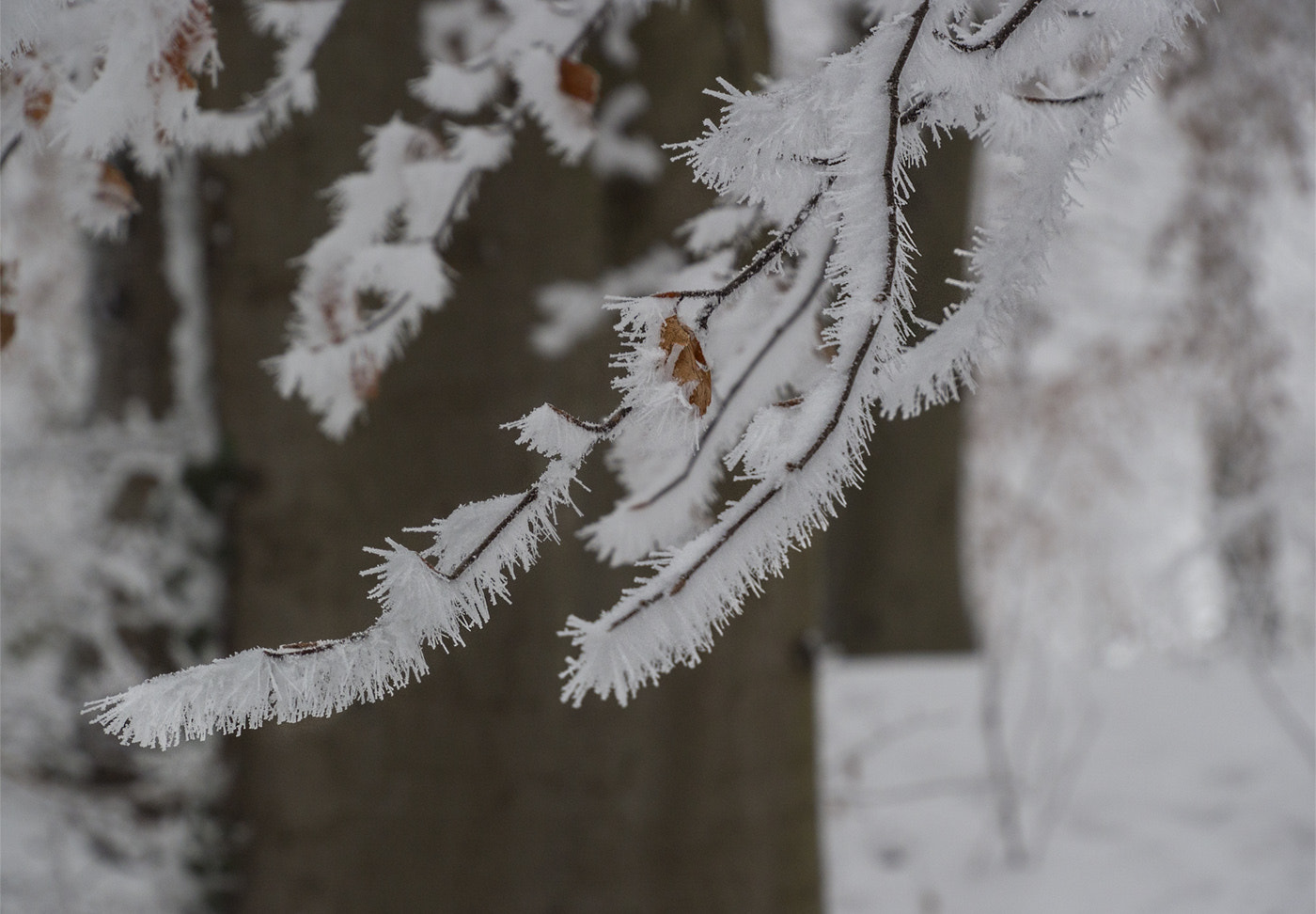 Tamron 14-150mm F3.5-5.8 Di III sample photo. Frozen photography