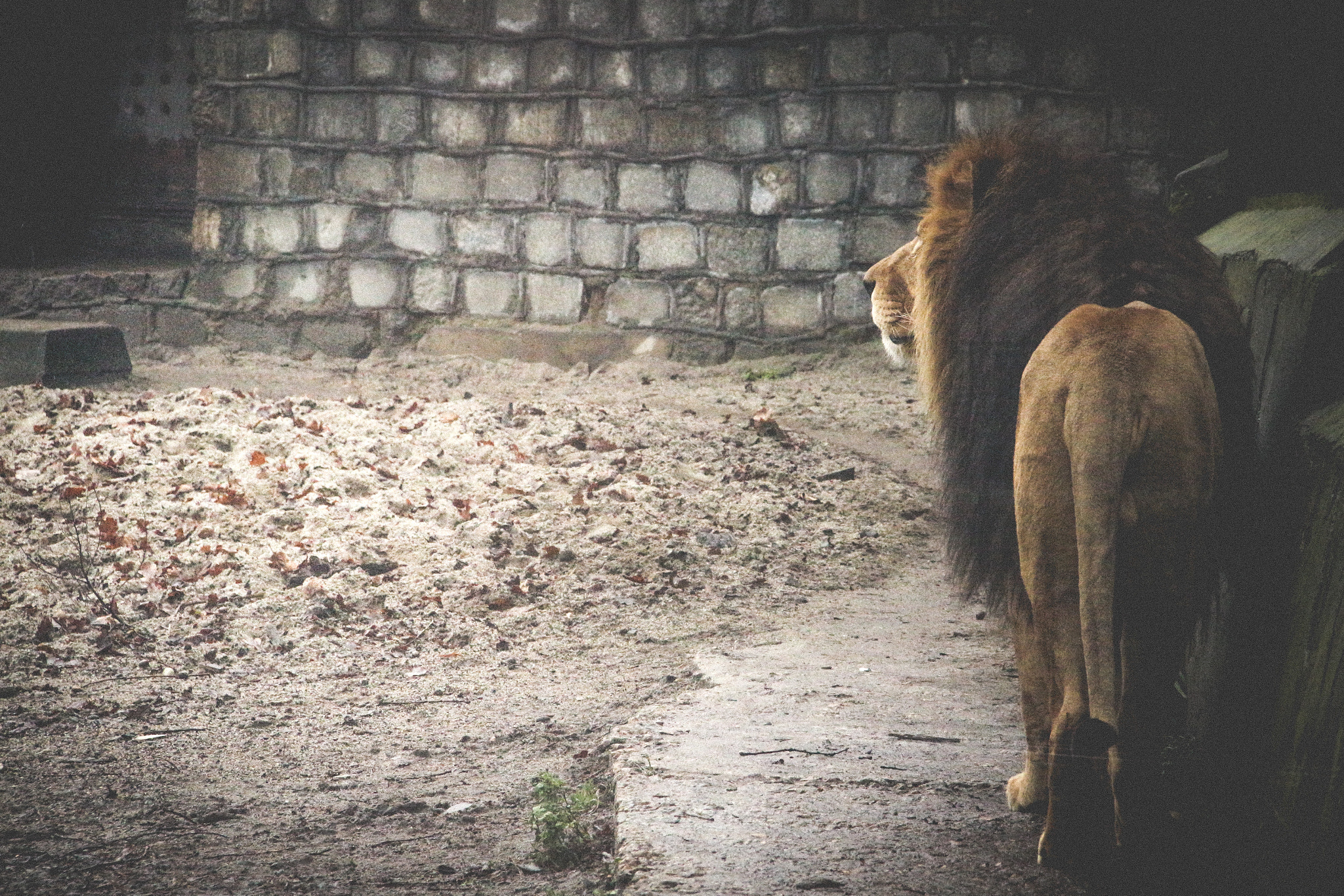 Canon EOS 650D (EOS Rebel T4i / EOS Kiss X6i) sample photo. Freedom on my mind photography