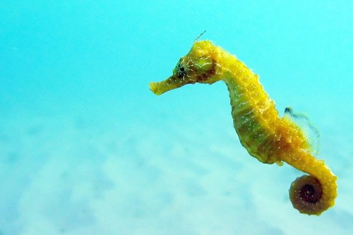 Canon POWERSHOT A70 sample photo. Slowest animals seahorse photography