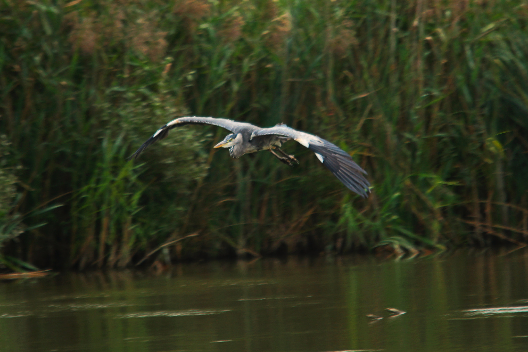 Sigma 150-500mm F5-6.3 DG OS HSM sample photo. Copy photography