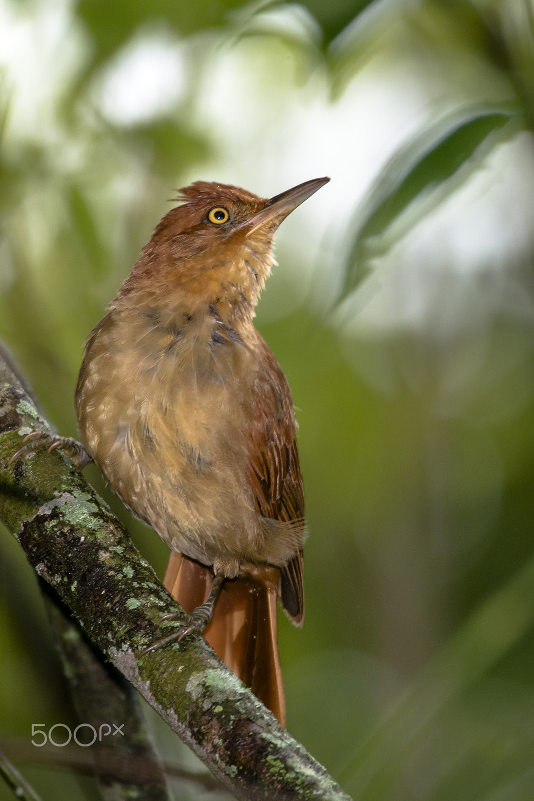 Sigma 150-600mm F5-6.3 DG OS HSM | C sample photo. Chestnut-capped foliage-gleaner photography