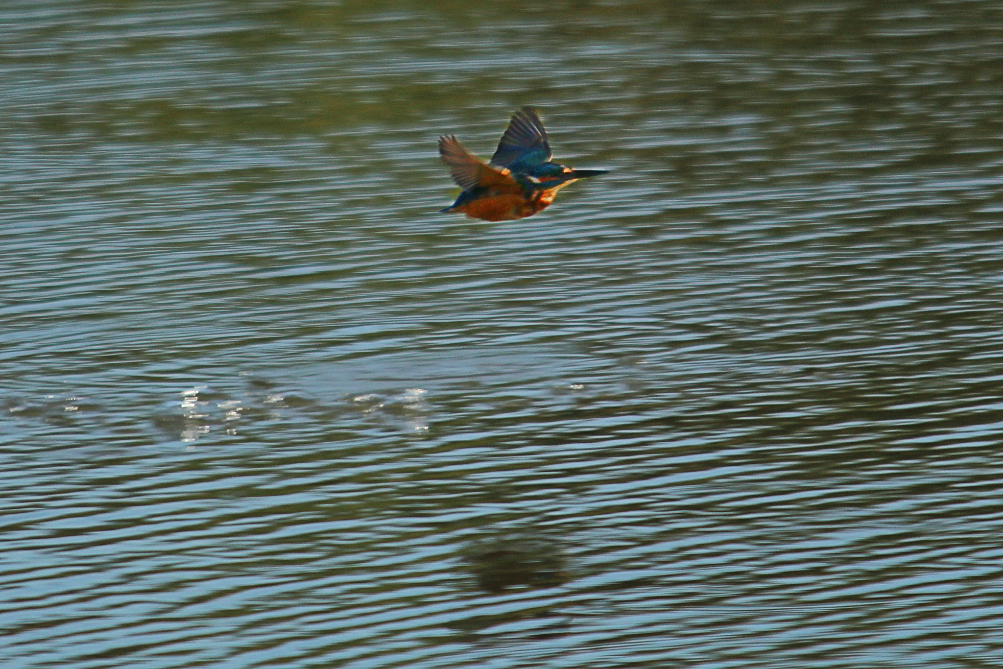 Sigma 150-500mm F5-6.3 DG OS HSM sample photo. Copy photography