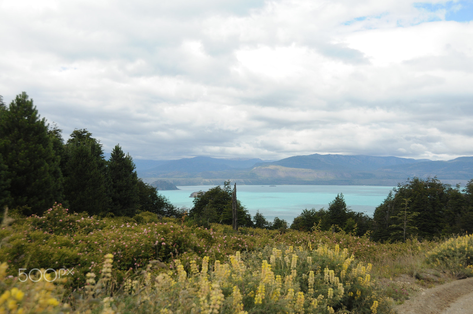 Nikon D300S sample photo. Lago general carrera, aysén, chile (lupins in foreground photography