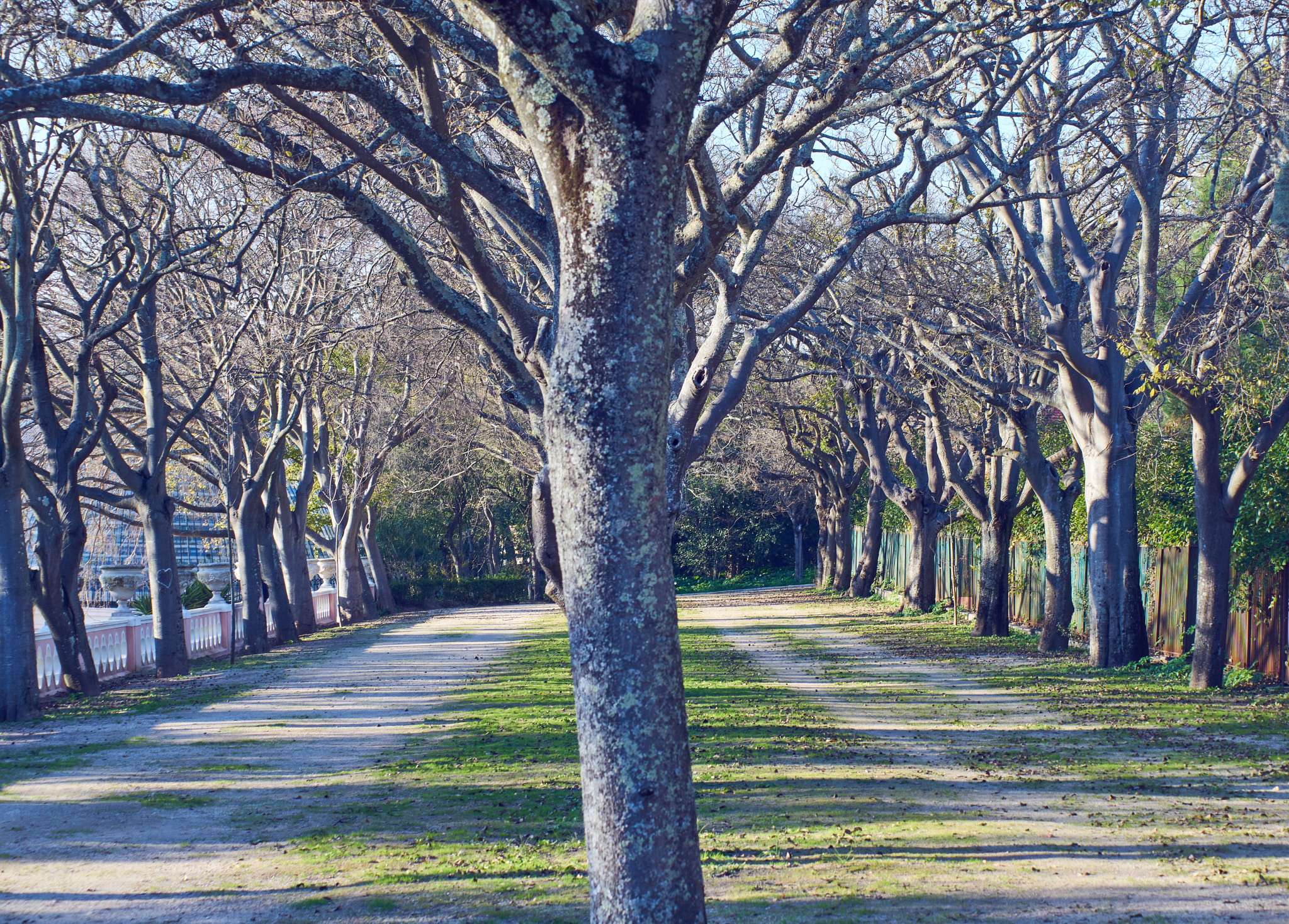 Sony a7R + Sony DT 50mm F1.8 SAM sample photo. Trees in the winter. photography