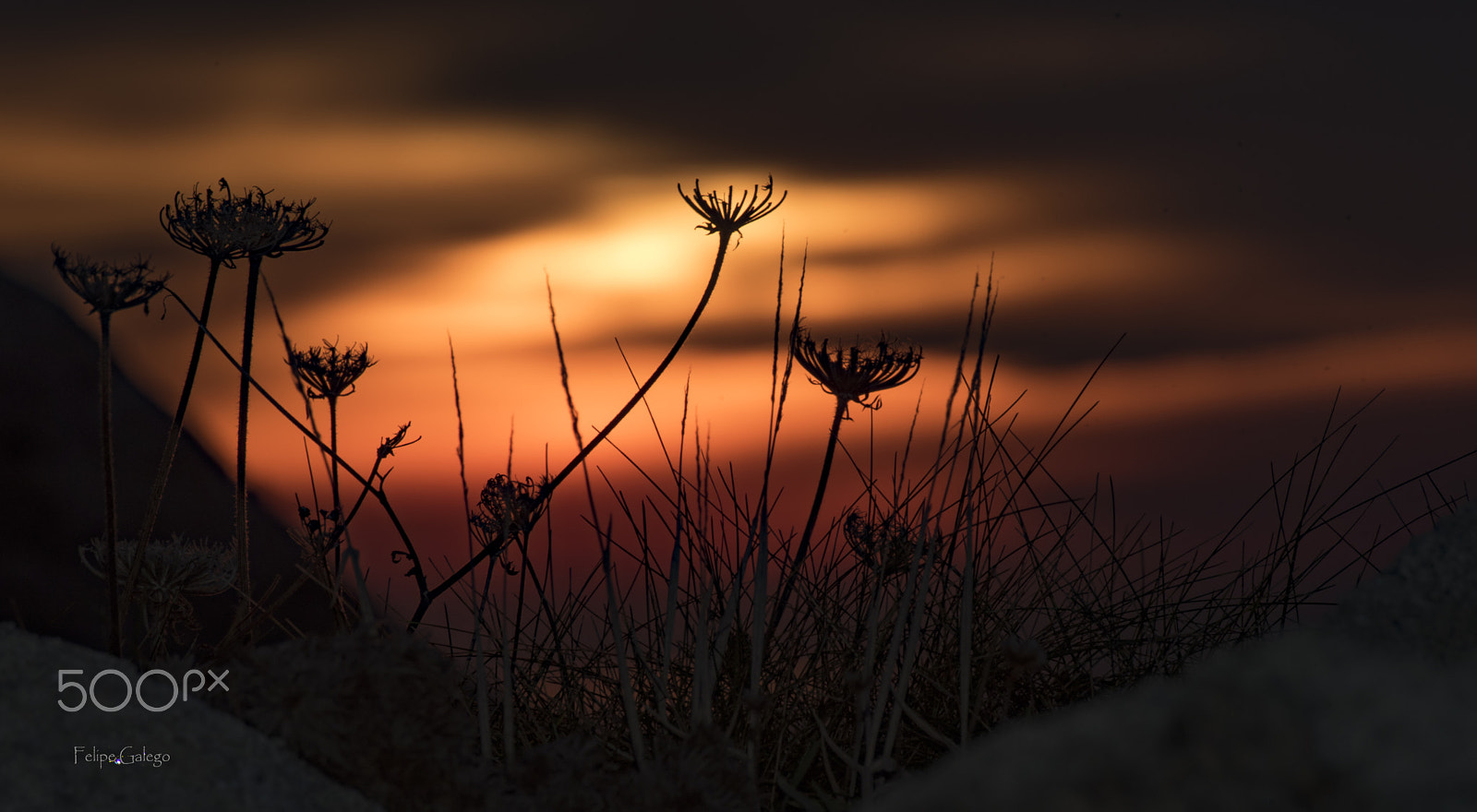 Sigma 50-500mm F4.5-6.3 DG OS HSM sample photo. The flowers of the coast photography