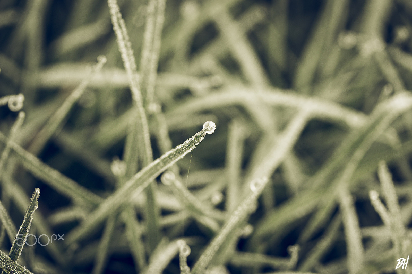 Canon EF-S 60mm F2.8 Macro USM sample photo. Frozen grass in cow pasture photography