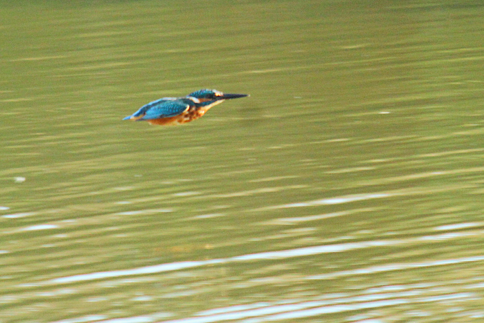 Sigma 150-500mm F5-6.3 DG OS HSM sample photo. Copy photography