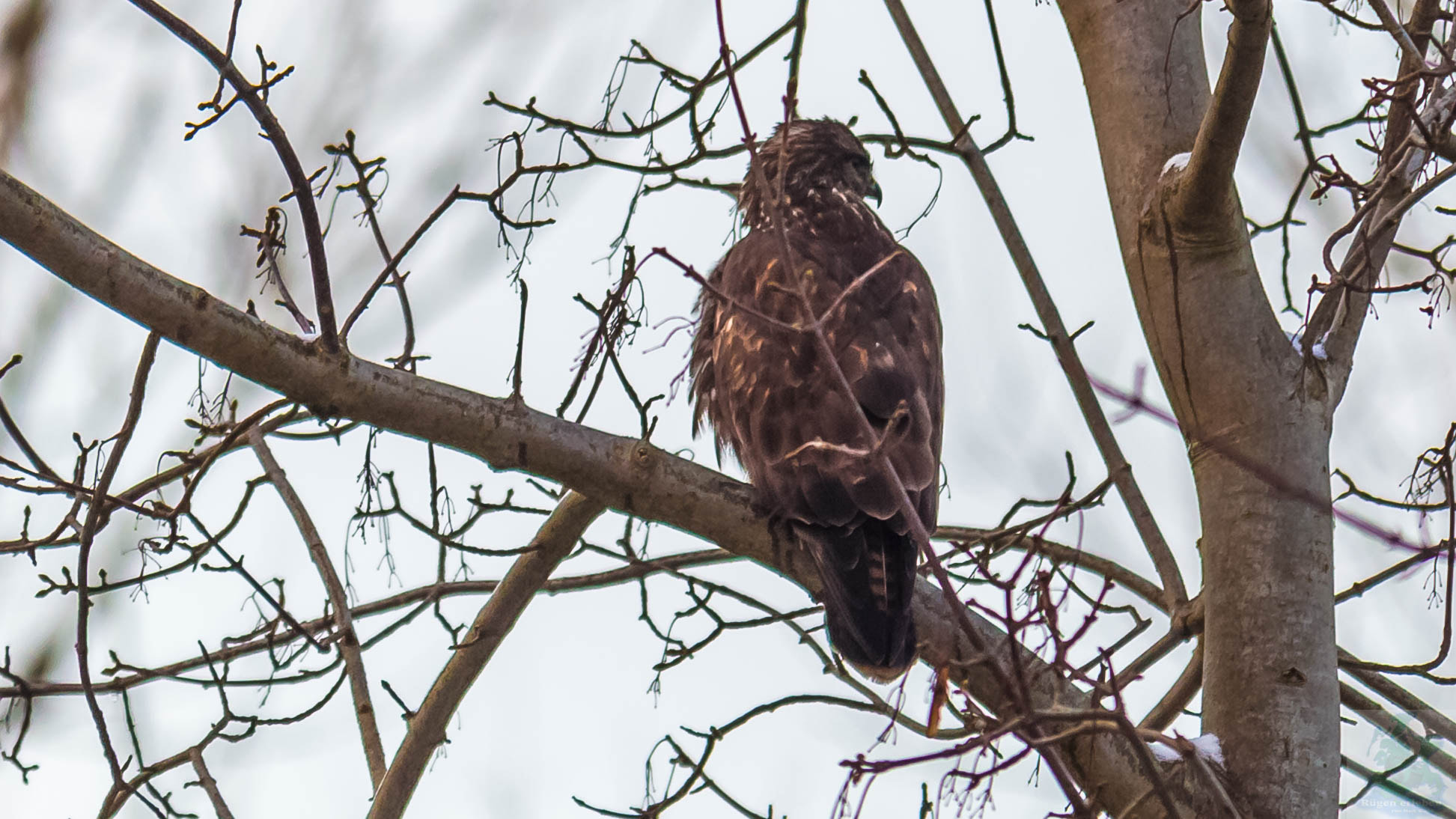 Sigma 150-500mm F5-6.3 DG OS HSM sample photo. Bussard photography