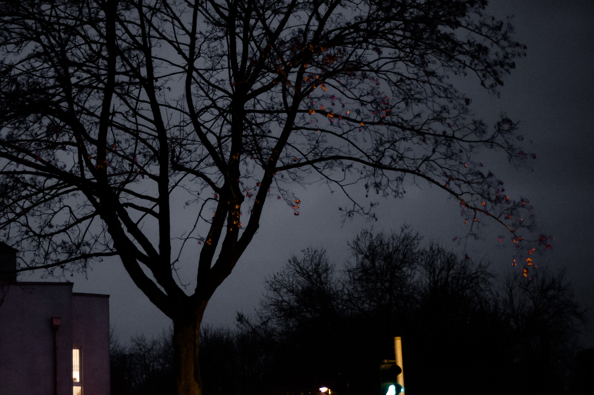 Nikon D700 + AF Nikkor 50mm f/1.8 sample photo. Illuminated leaves photography