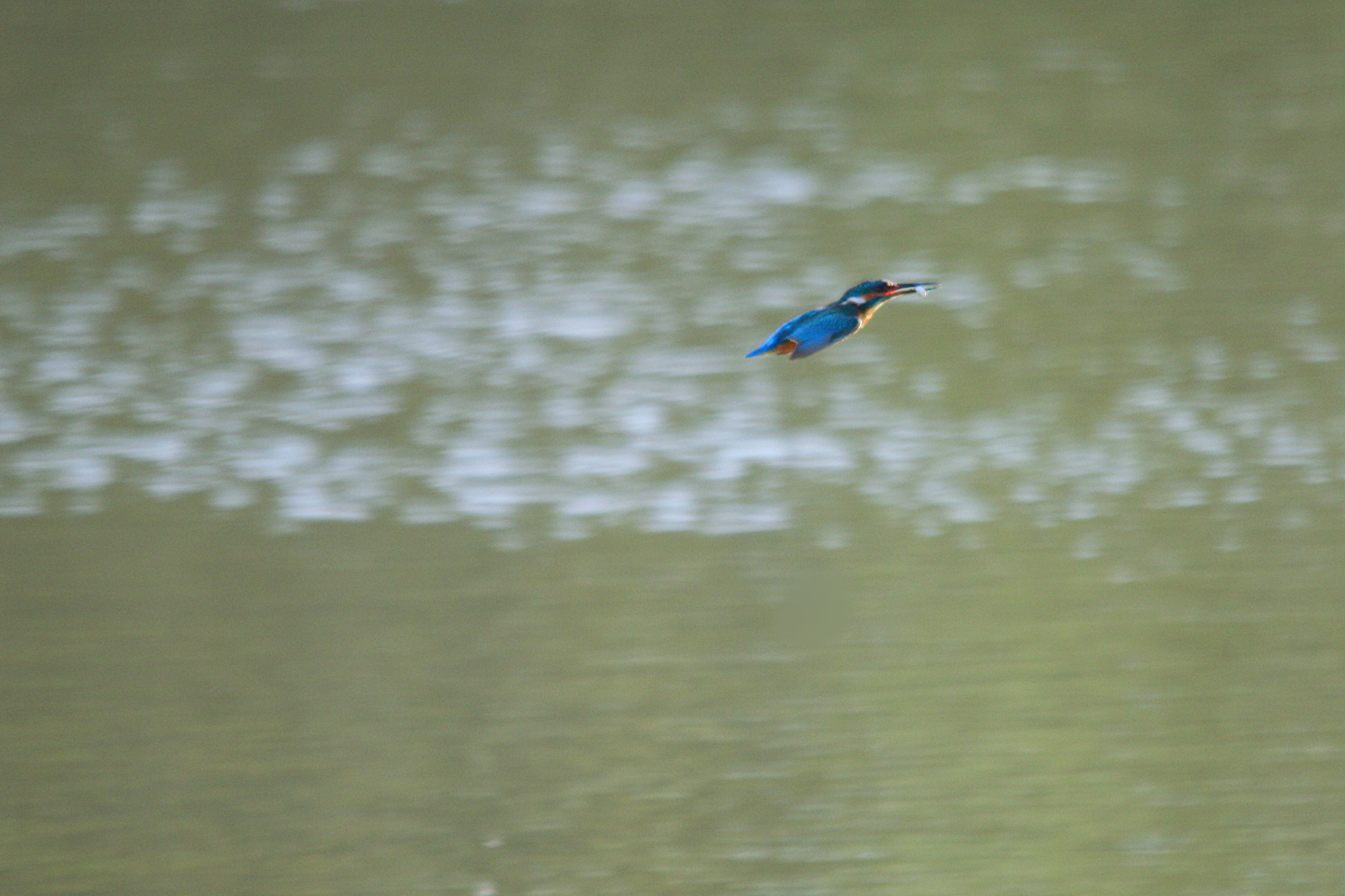 Sigma 150-500mm F5-6.3 DG OS HSM sample photo. Copy photography