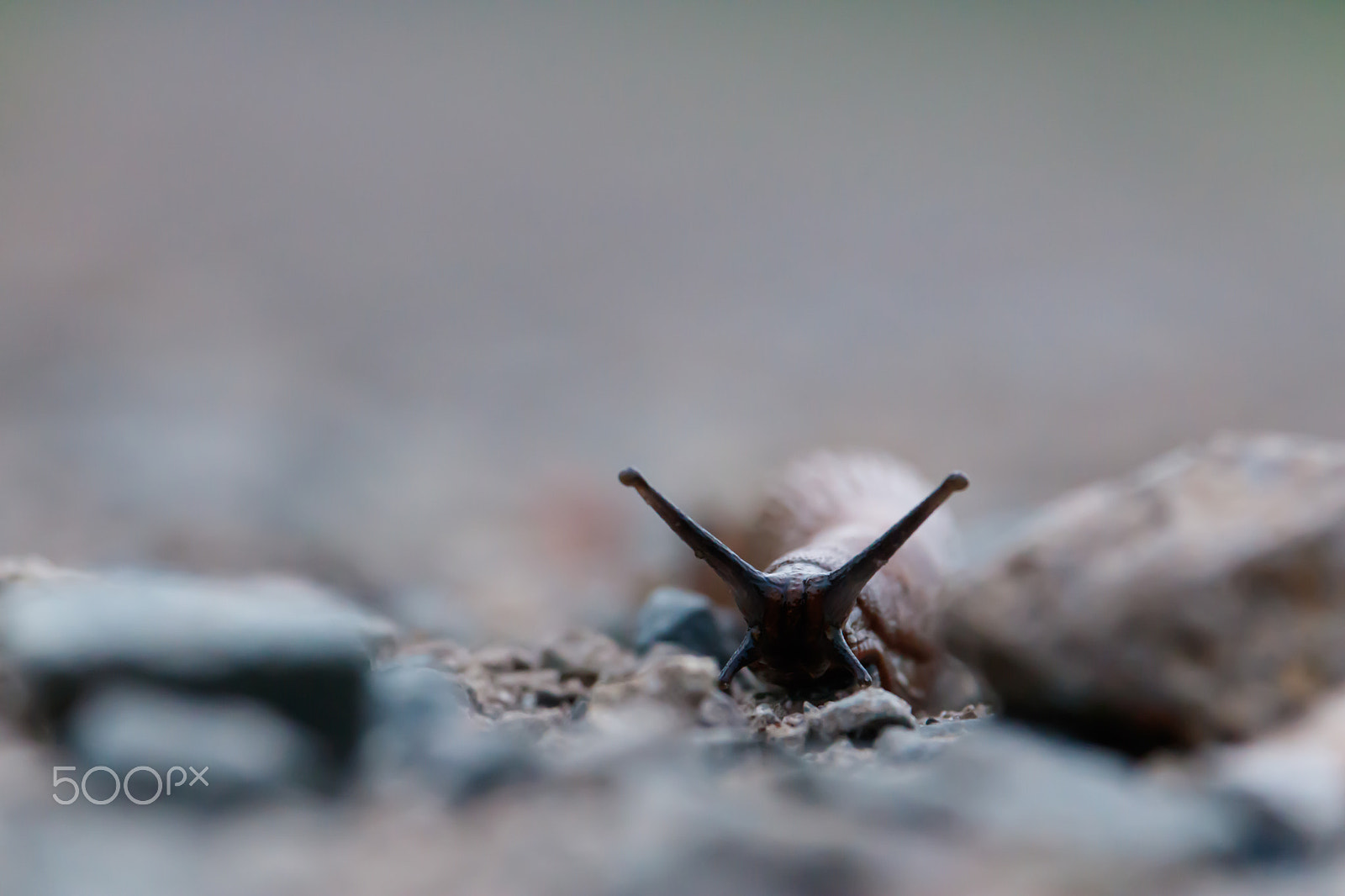 Canon EOS 760D (EOS Rebel T6s / EOS 8000D) + Canon EF-S 55-250mm F4-5.6 IS STM sample photo. Snail photography