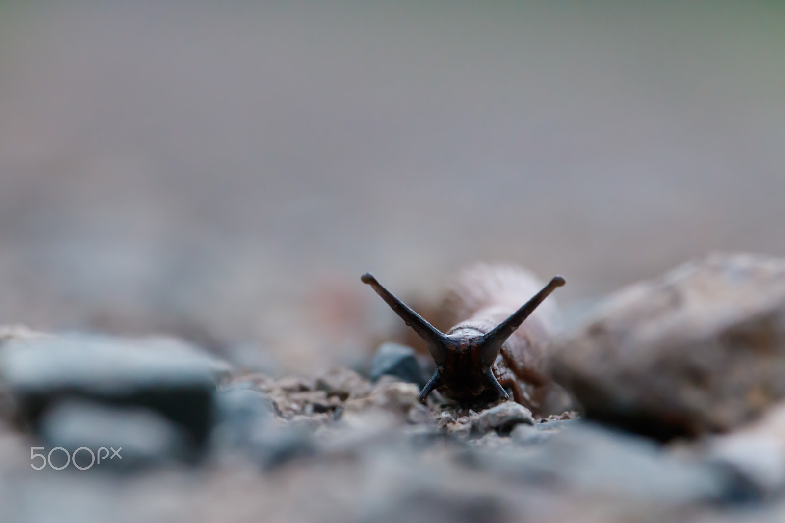 Canon EF-S 55-250mm F4-5.6 IS STM sample photo. Snail photography