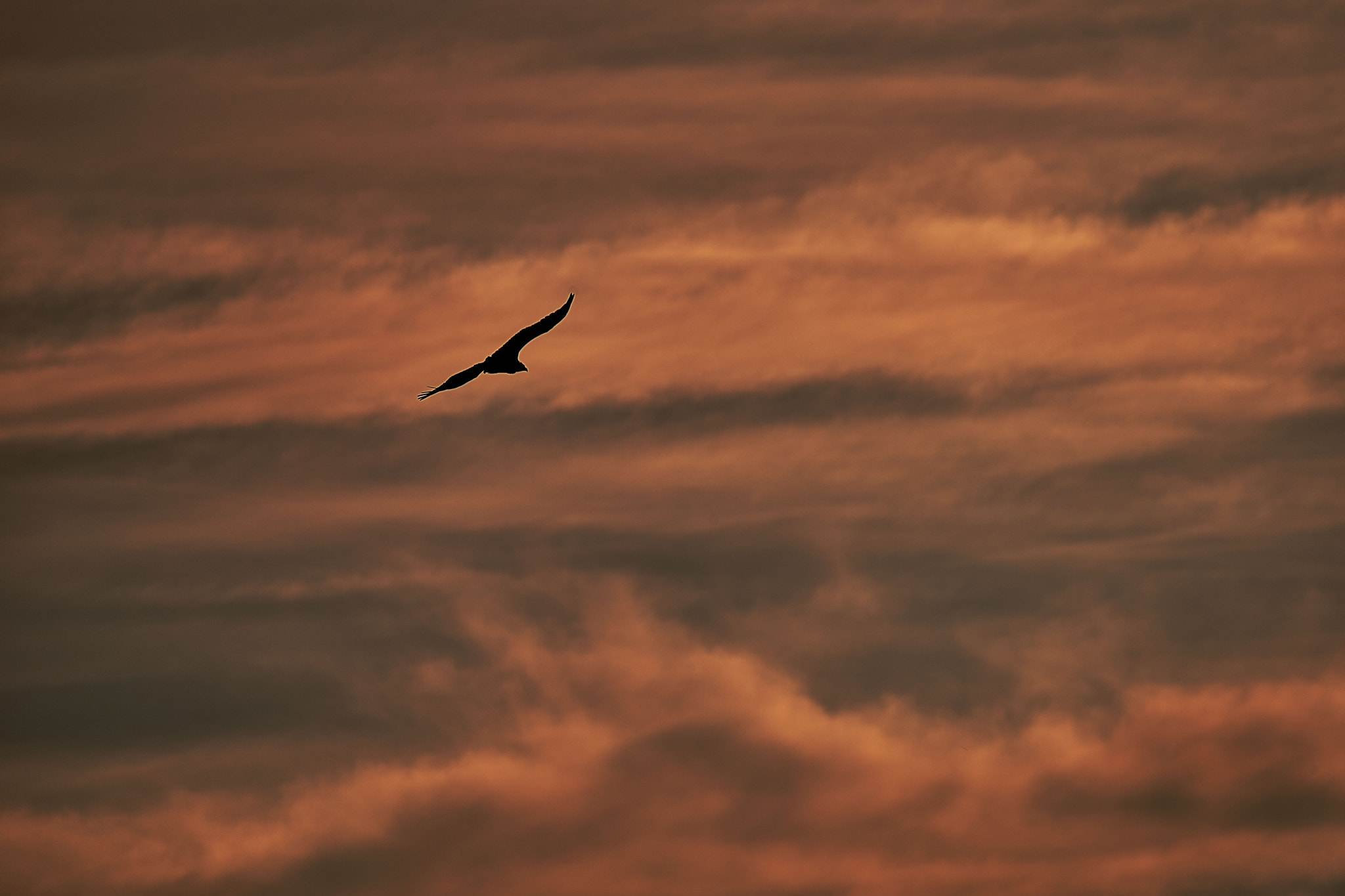Nikon D800 sample photo. Planeur photography