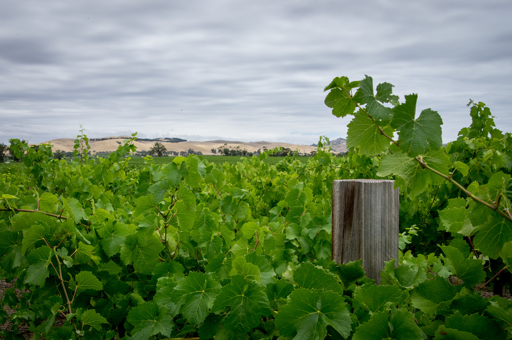 Pentax K-3 sample photo. Jacob's creek vineyard photography
