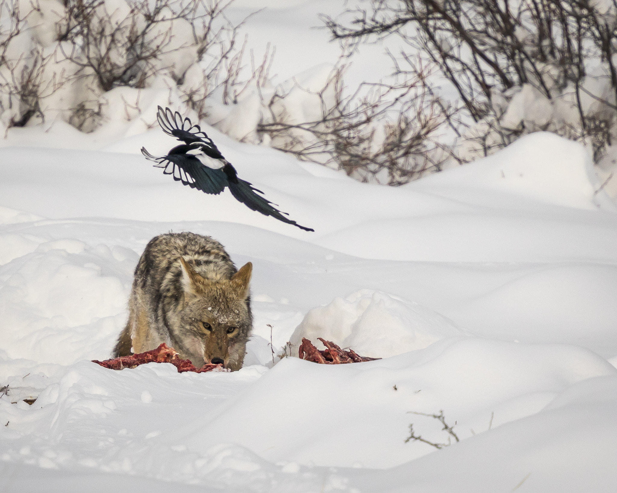 Canon EF 400mm F4 DO IS II USM sample photo. Scavengers compete photography