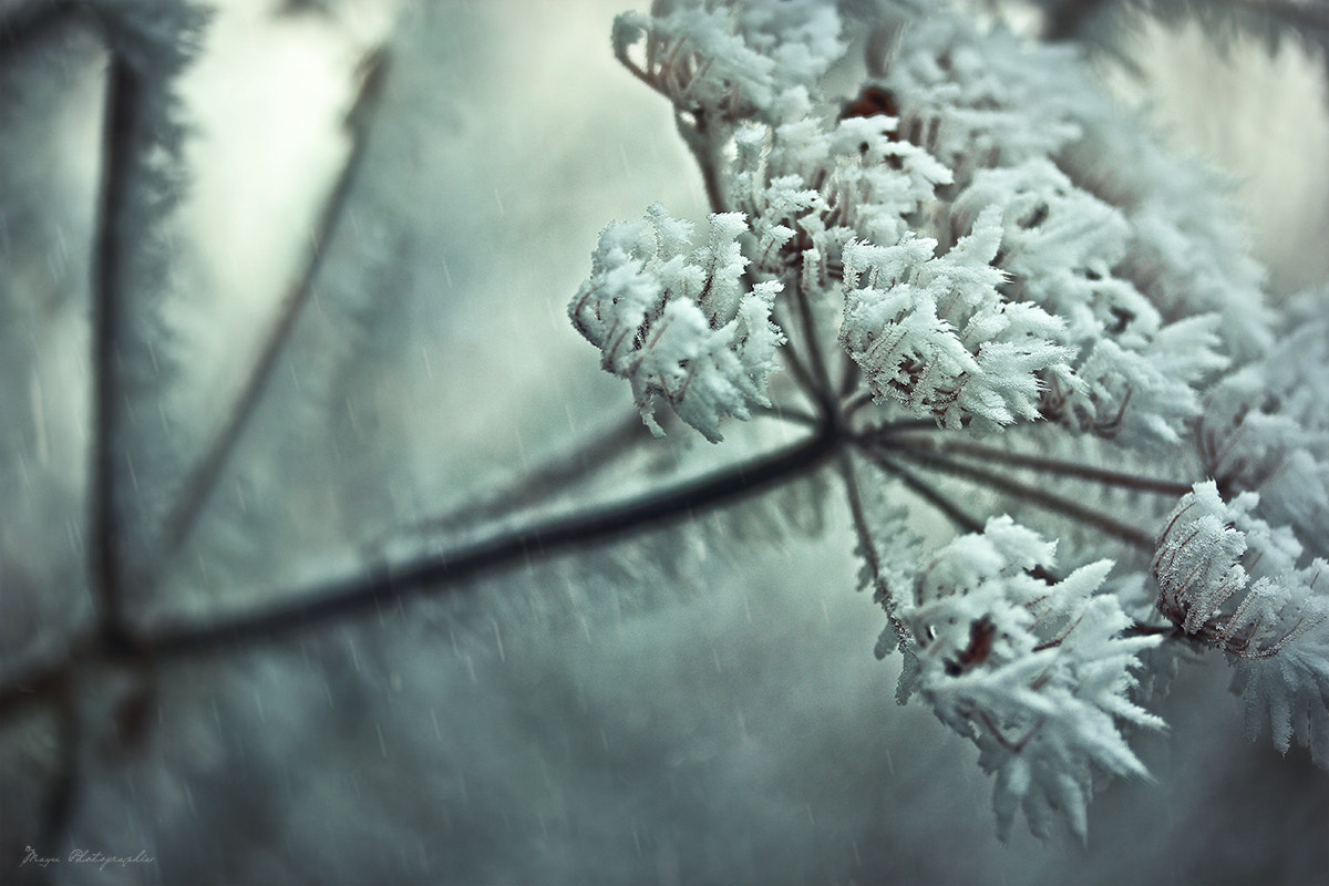 Canon EF-S 60mm F2.8 Macro USM sample photo. Winter photography