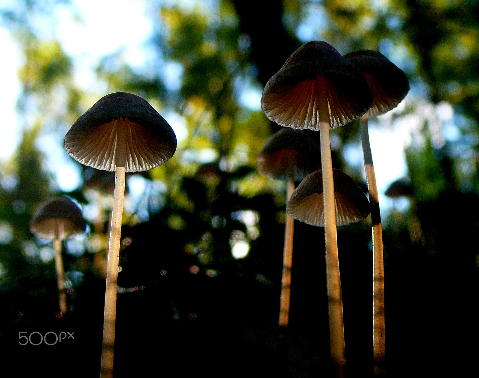Panasonic DMC-LX2 sample photo. From the funky fungi series photography