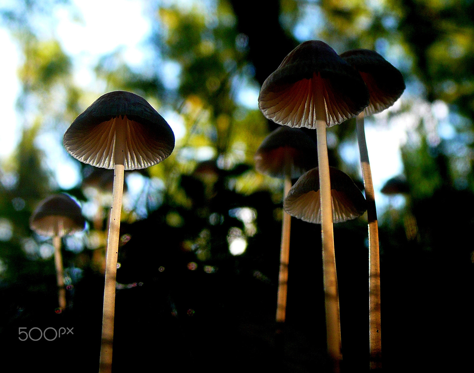 Panasonic DMC-LX2 sample photo. From the funky fungi series photography