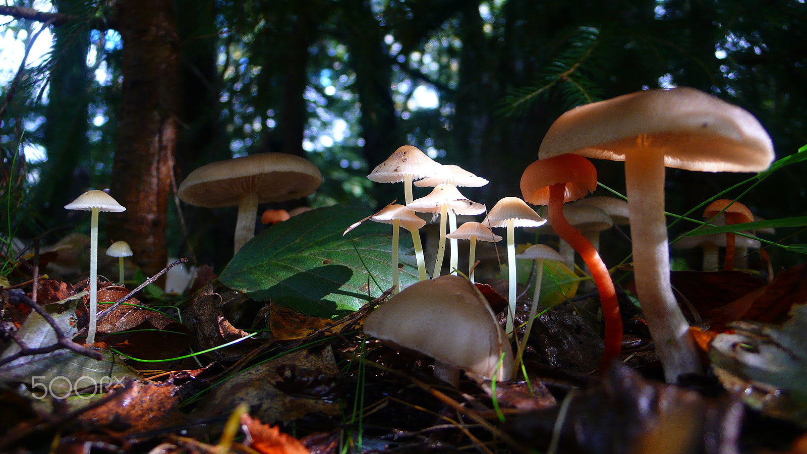 Panasonic DMC-LX2 sample photo. From the funky fungi series photography