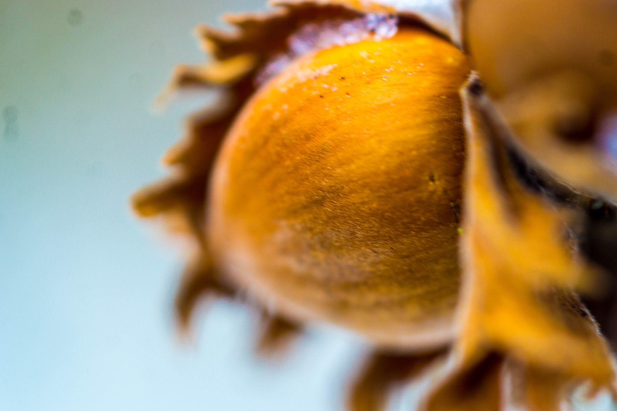 MACRO 50mm F2.8 sample photo. Eine nuss ist im schnee nicht gern alleine ... photography