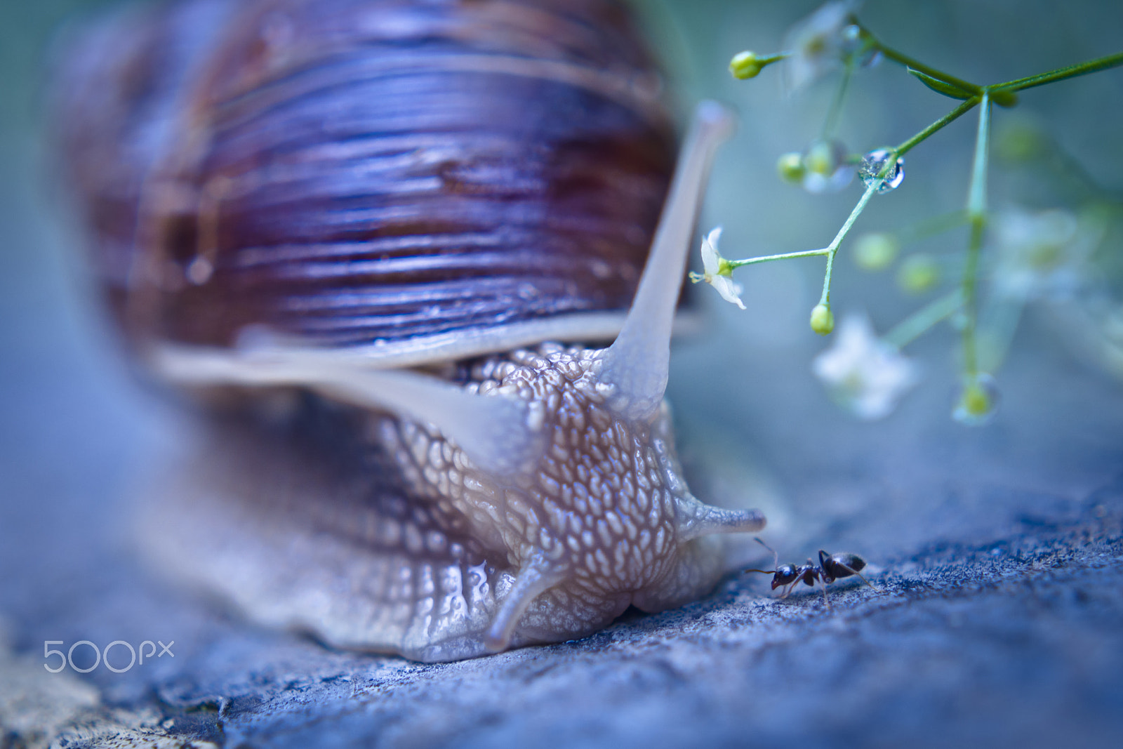 Olympus OM-D E-M5 sample photo. Snail and ant photography