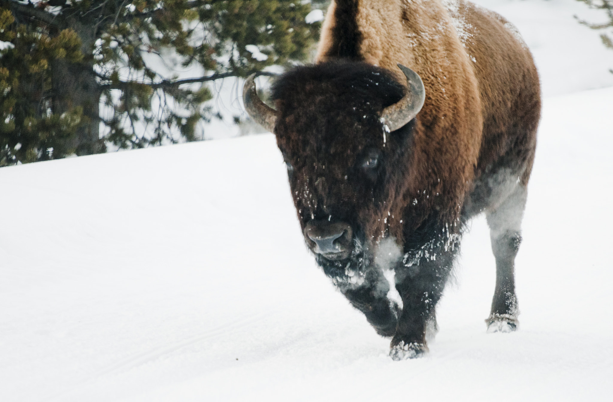 Canon EOS 1000D (EOS Digital Rebel XS / EOS Kiss F) sample photo. Bison staredown photography