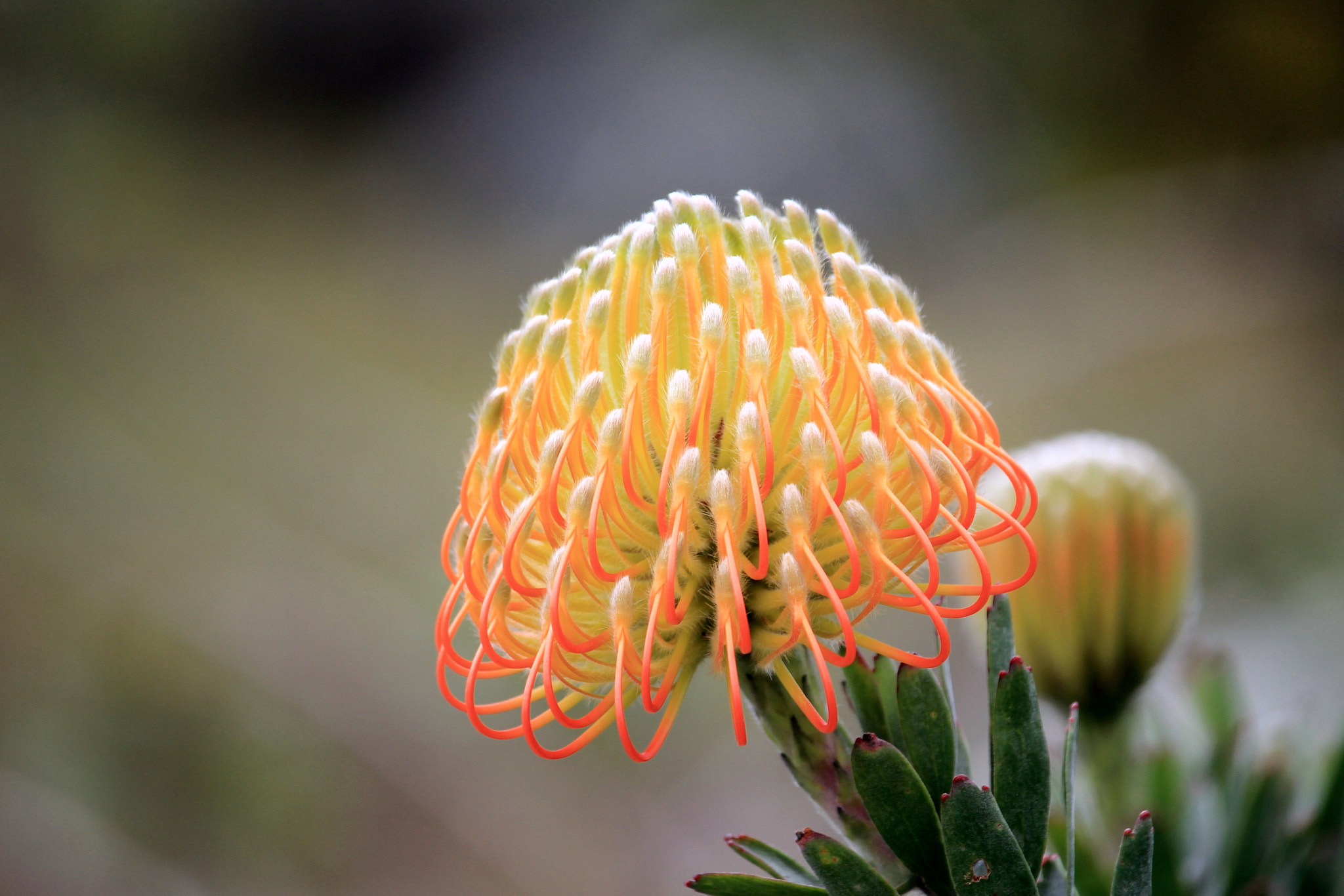 Canon EF-S 55-250mm F4-5.6 IS STM sample photo. Exotic flower photography