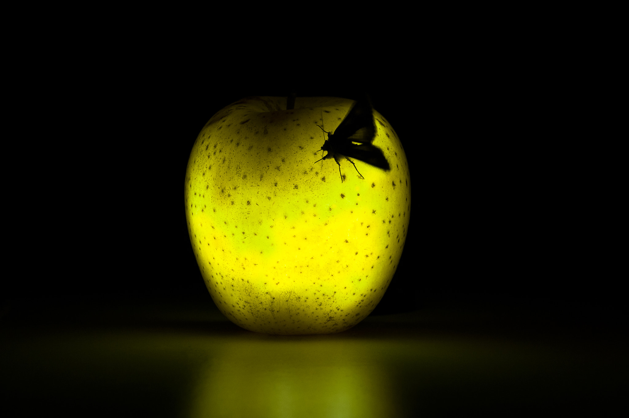 Nikon D300 sample photo. Apple and moth photography
