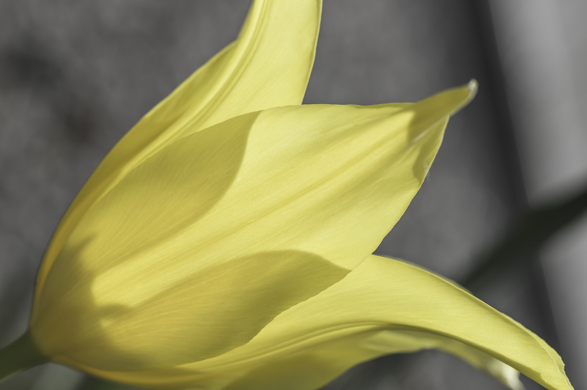 Nikon D3200 sample photo. Yellow tulip photography
