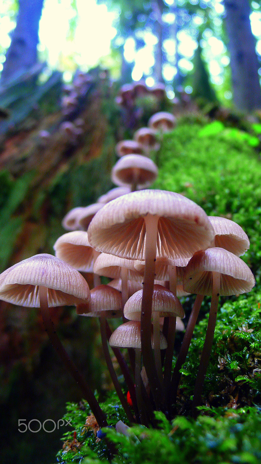Panasonic DMC-LX2 sample photo. From the funky fungi series photography