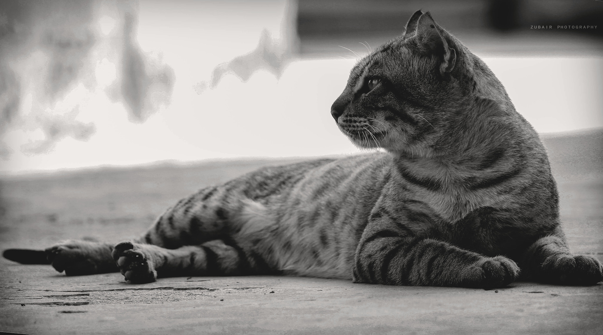 Canon EF-S 55-250mm F4-5.6 IS sample photo. Cat photography