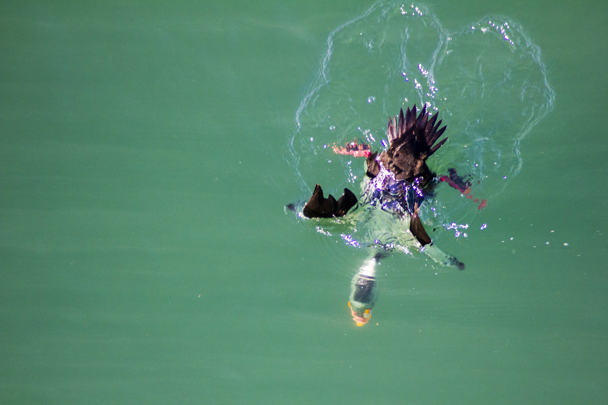 Canon EOS 550D (EOS Rebel T2i / EOS Kiss X4) sample photo. Diving bird photography