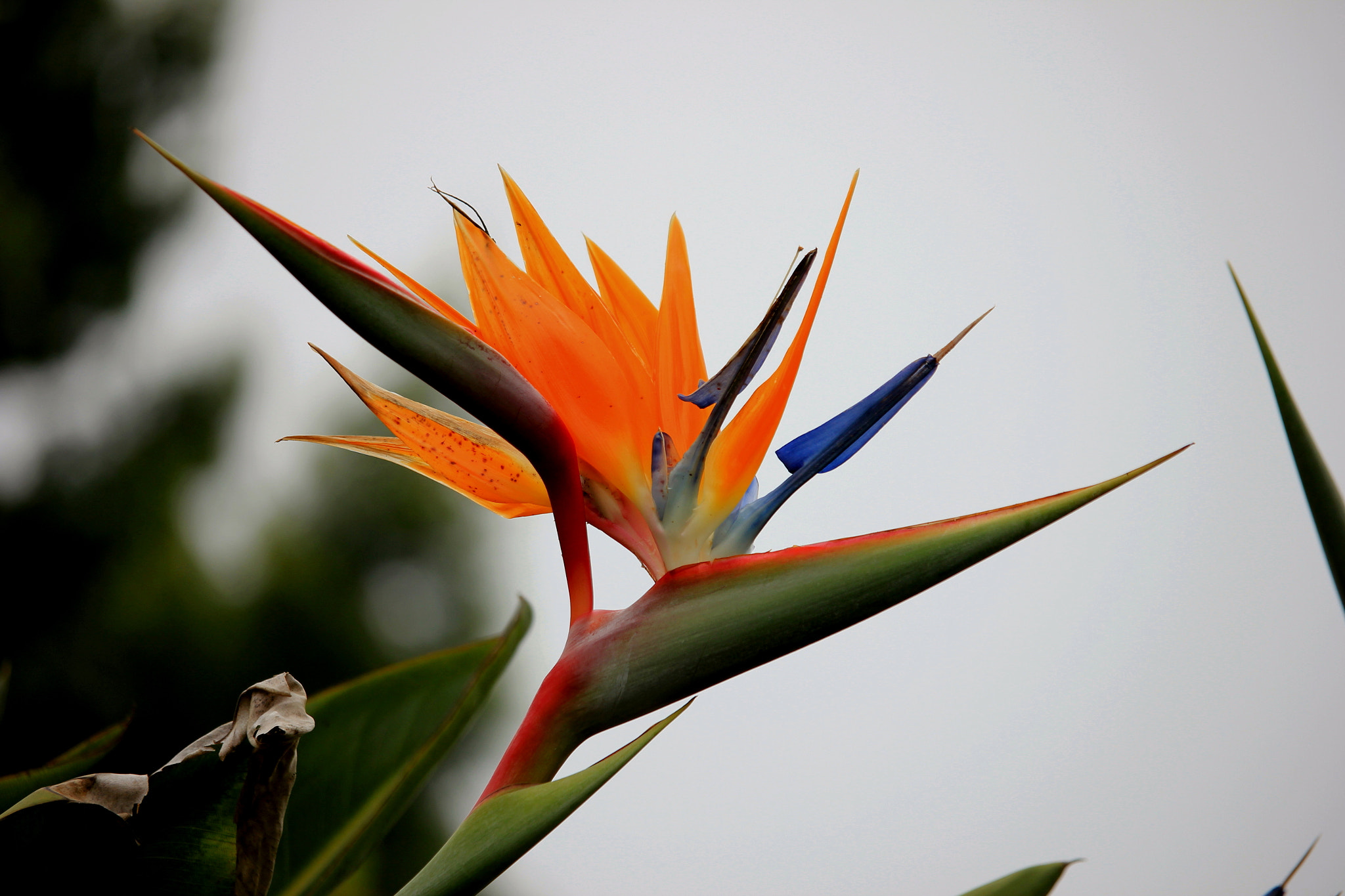 Canon EF-S 55-250mm F4-5.6 IS STM sample photo. Flying solo photography