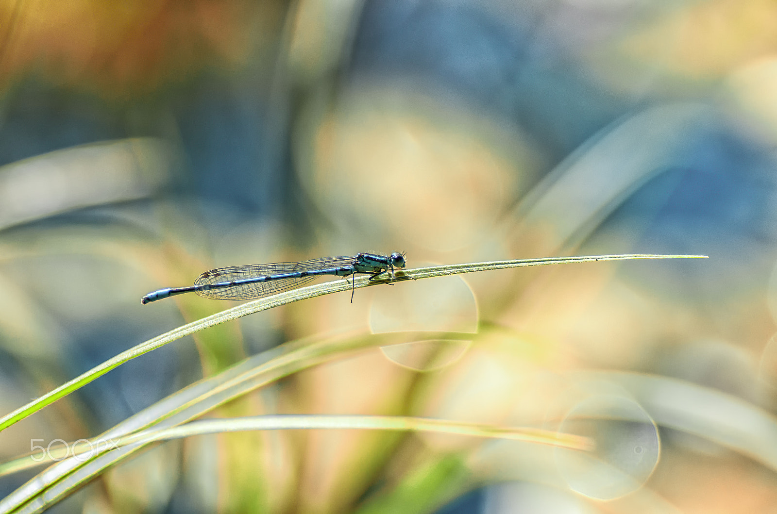 Tamron SP AF 90mm F2.8 Di Macro sample photo. Demoiselle photography