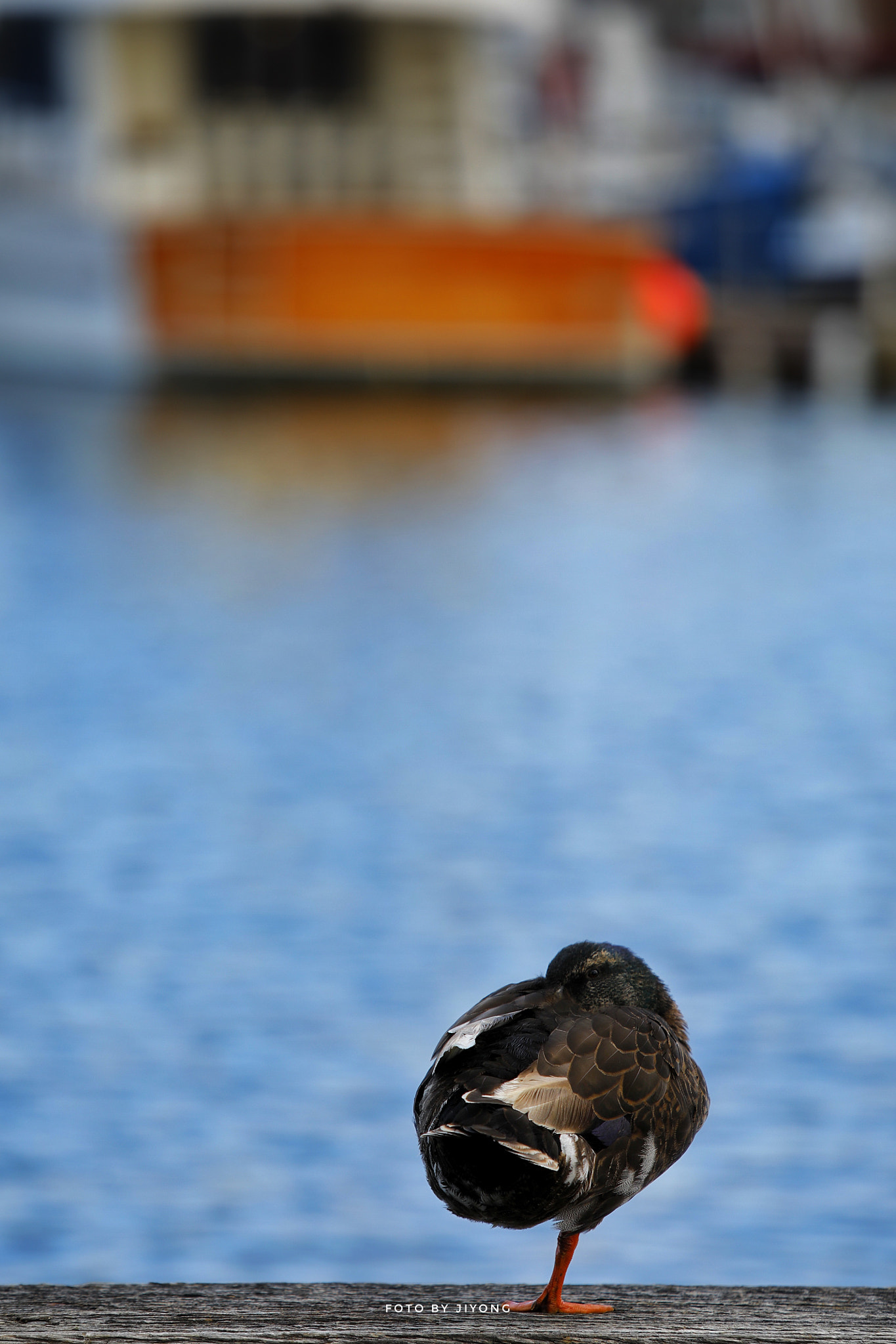 Canon EF 70-200mm F2.8L IS USM sample photo. Morning photography