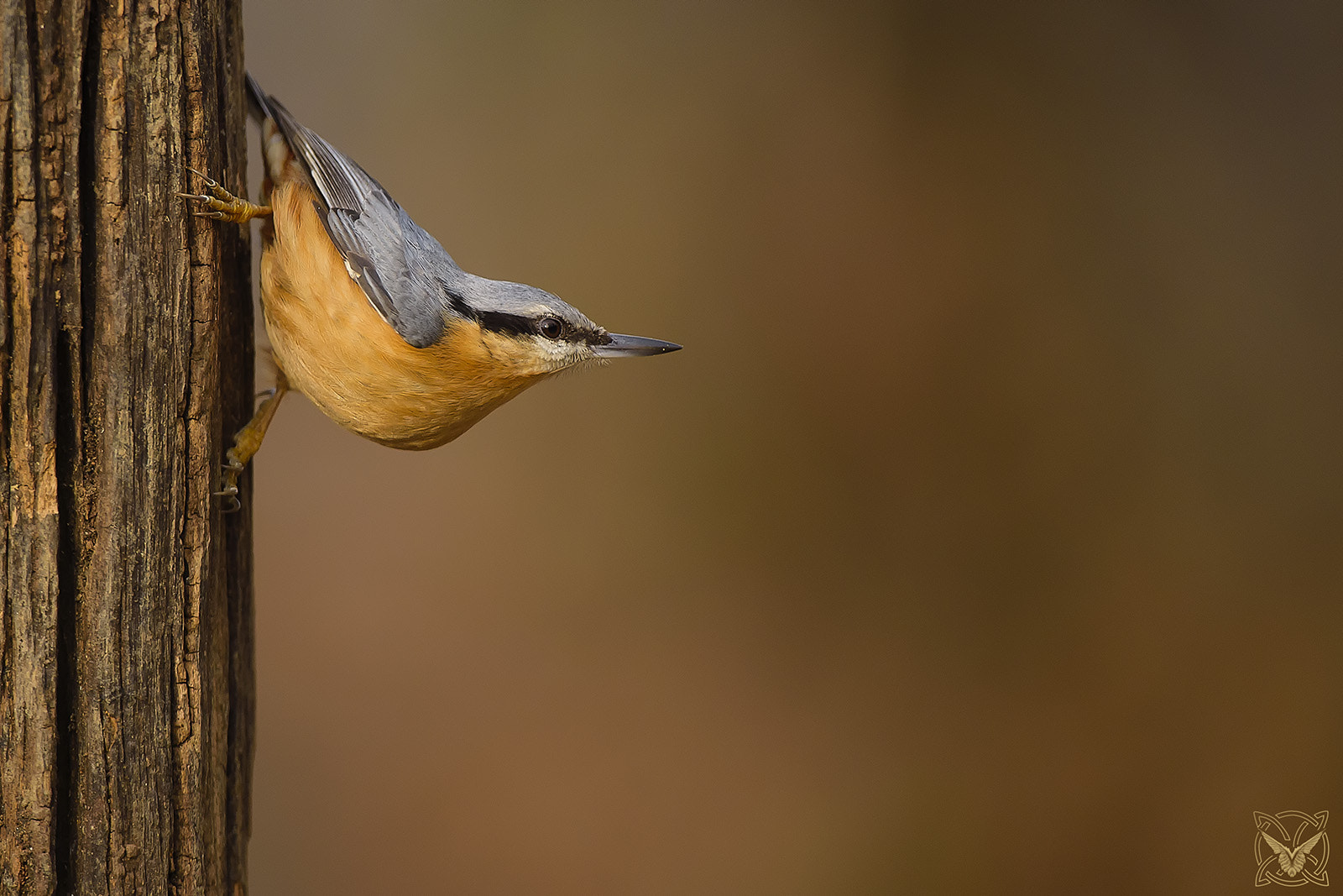 Nikon D4S sample photo. Sitta europaea - picchio muratore - sittelle torchepot photography