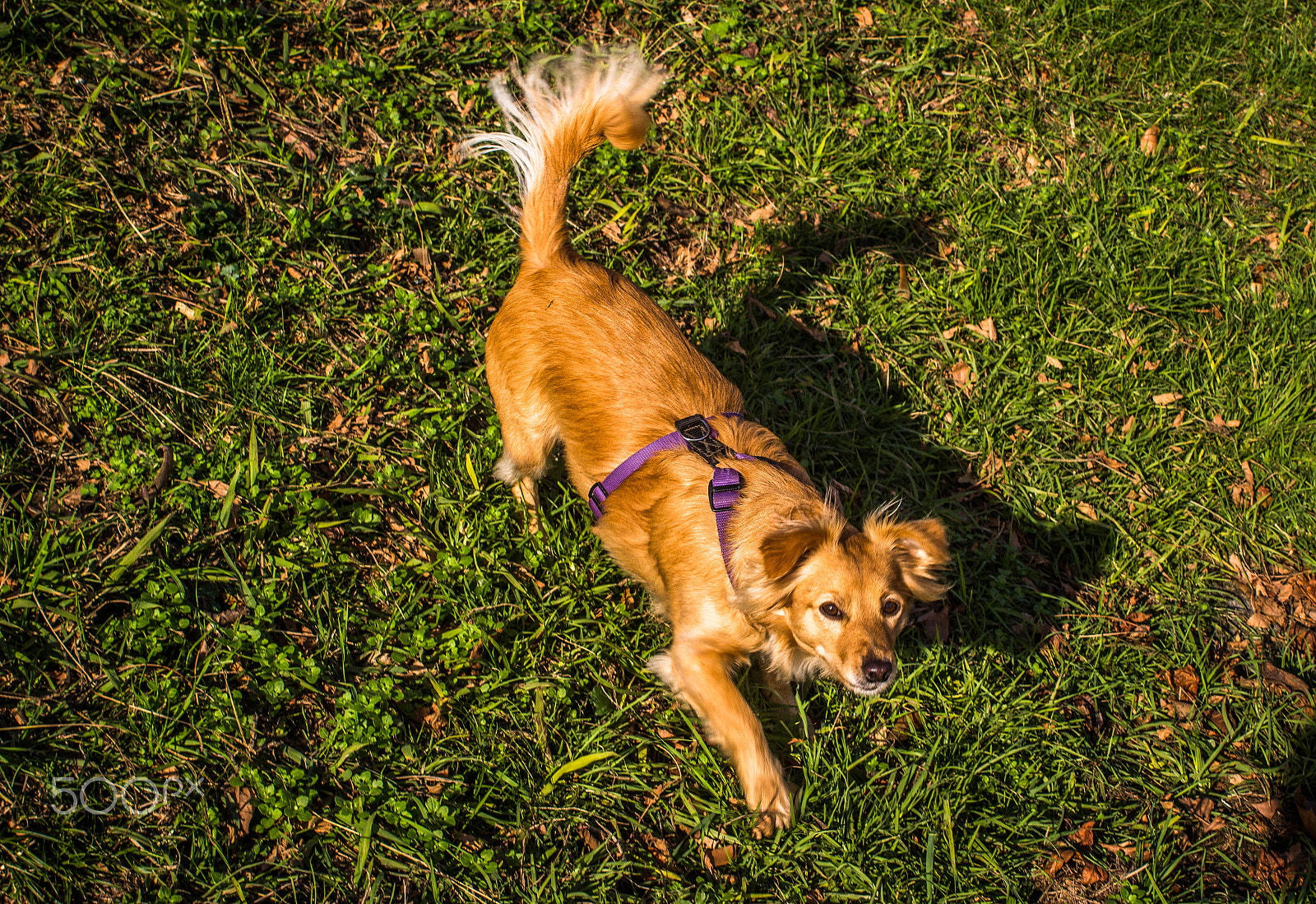 Canon EF 35-80mm f/4-5.6 sample photo. Nor zara zu quien eres tu photography
