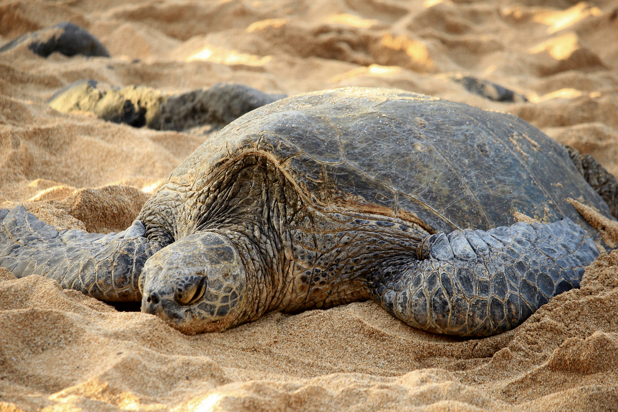 Canon EF-S 55-250mm F4-5.6 IS STM sample photo. Resting turtle photography