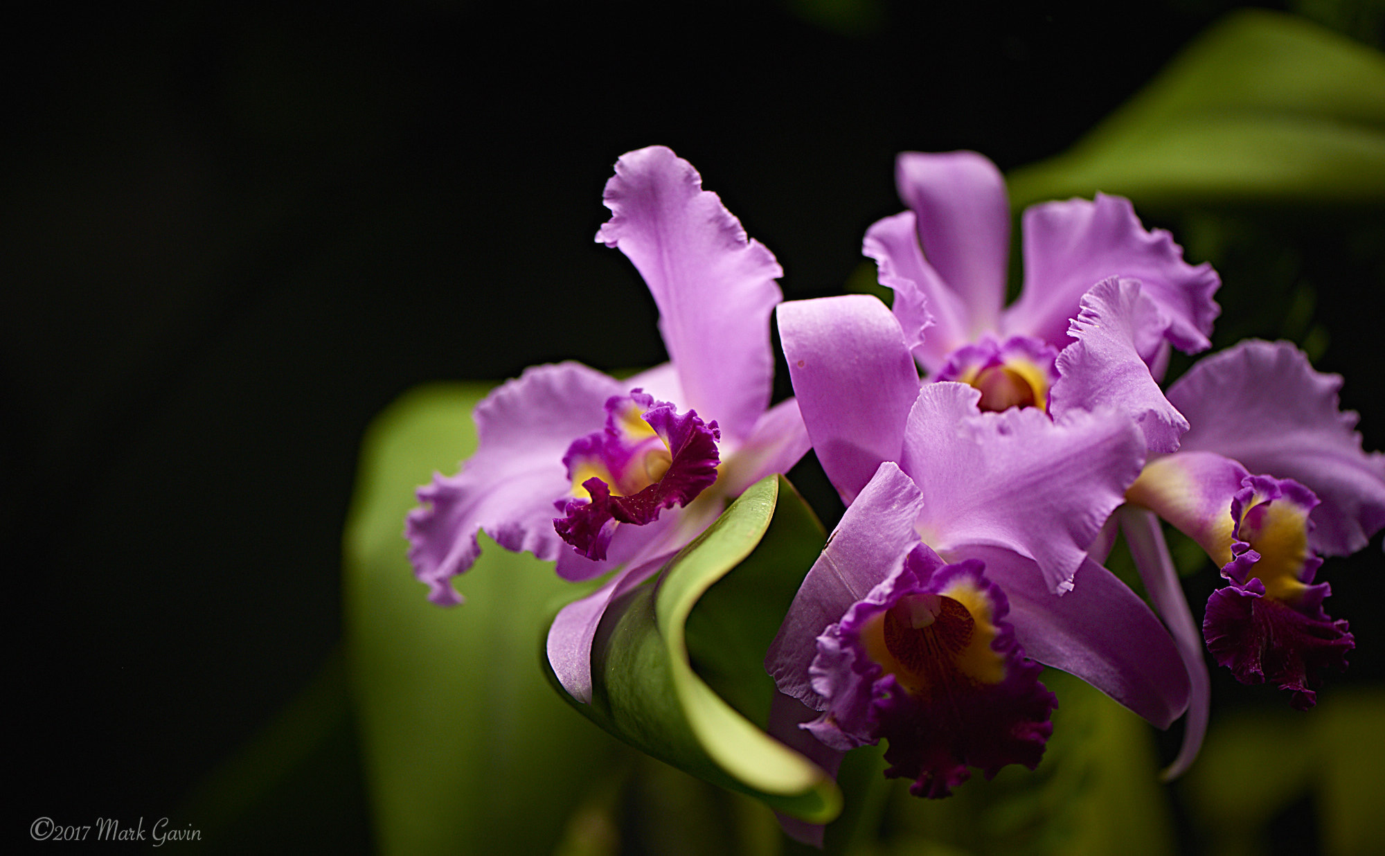 Nikon D800E + Nikon AF-S Micro-Nikkor 105mm F2.8G IF-ED VR sample photo. Orchid in the light at longwood gardens photography