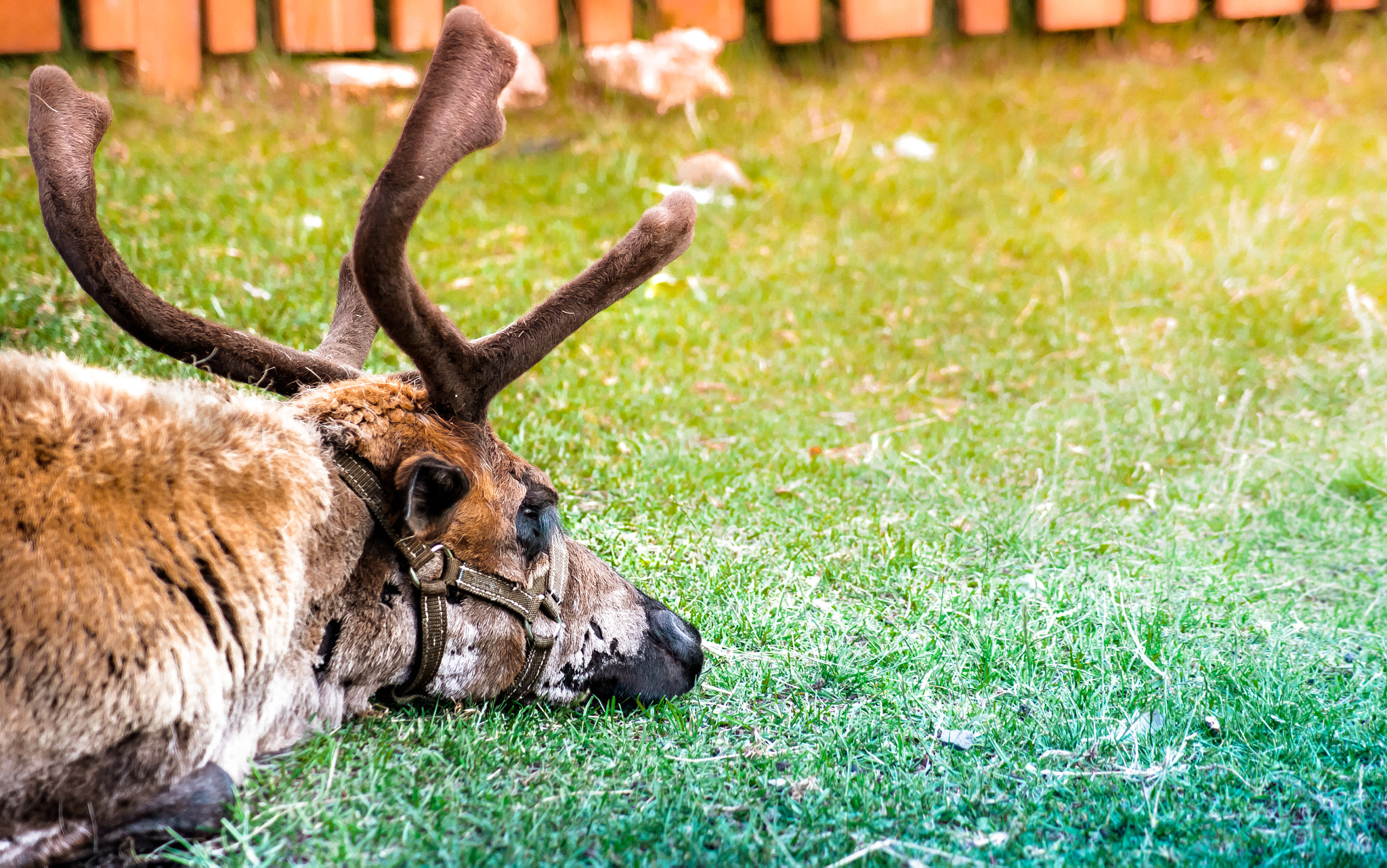 Sony Alpha DSLR-A550 sample photo. Reindeer photography