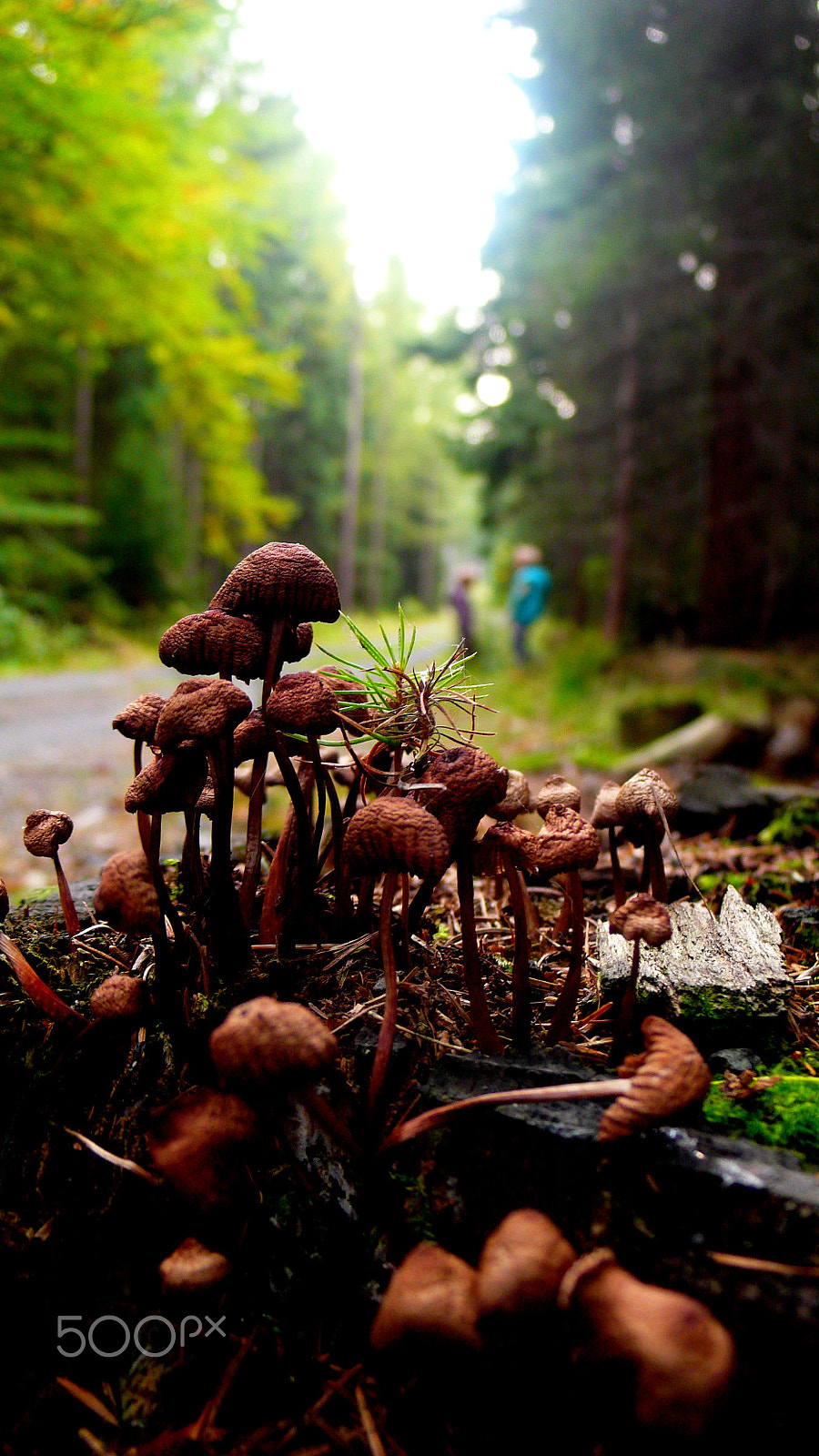 Panasonic DMC-LX2 sample photo. Fungi with ludvika & franek photography