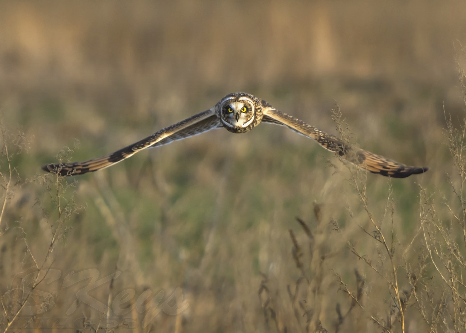 Nikon D7200 sample photo. Eye to eye (short-eared owl) photography