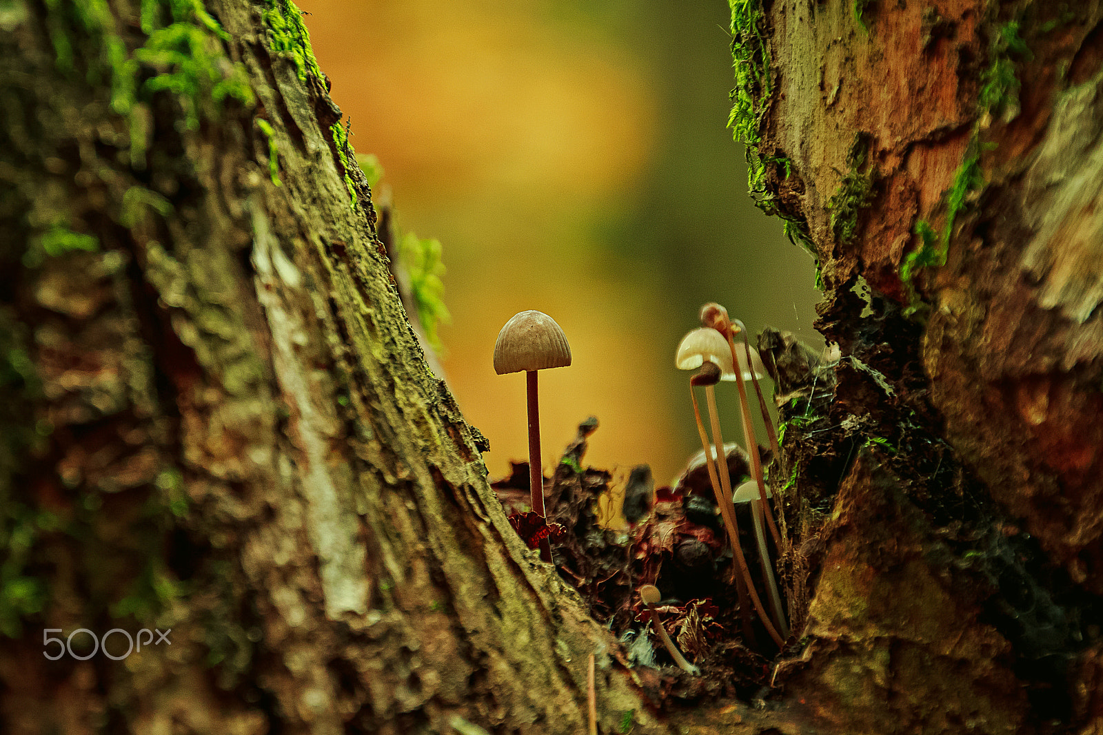 Canon EOS 500D (EOS Rebel T1i / EOS Kiss X3) sample photo. The enchanted valley... photography