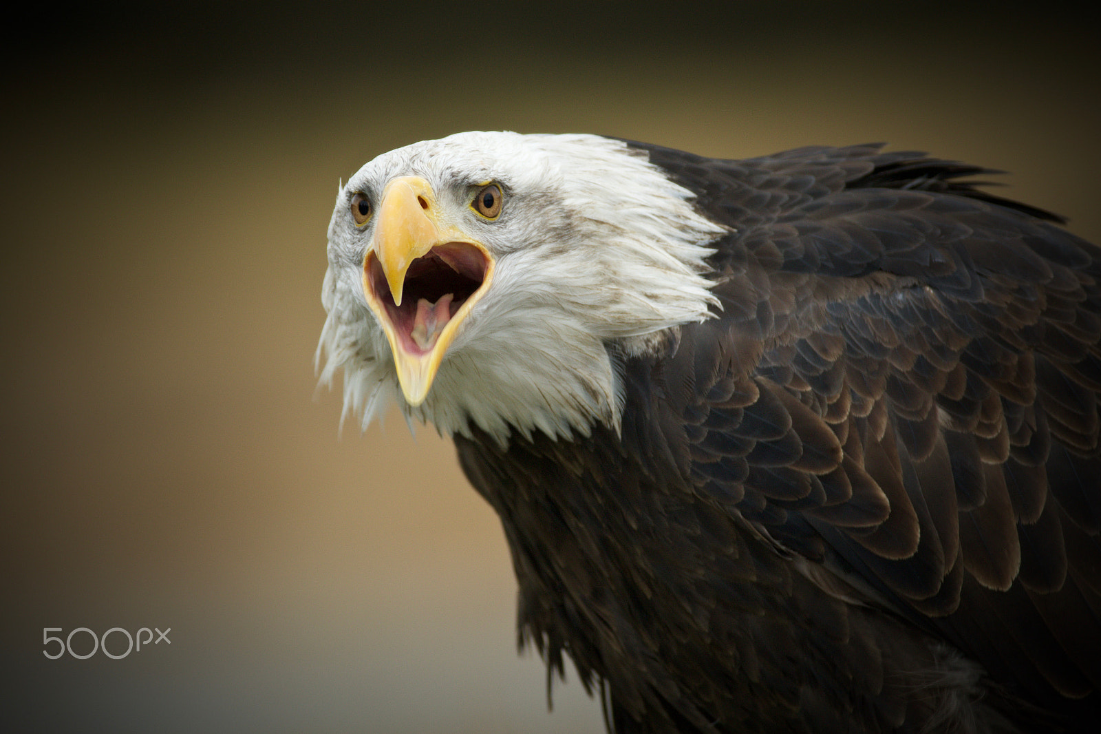 Canon EF 200-400mm F4L IS USM Extender 1.4x sample photo. Shriek photography