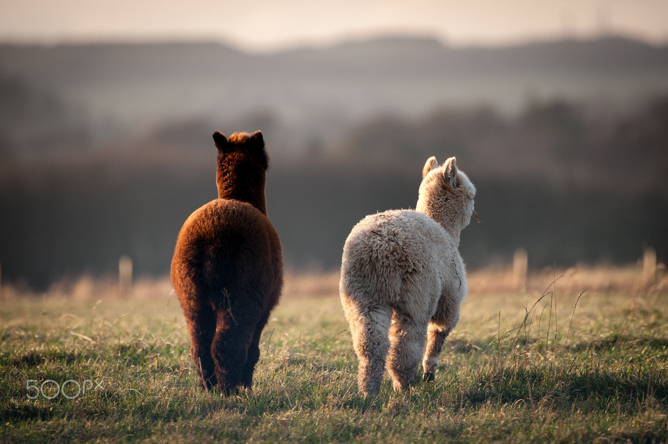 Nikon AF-S Nikkor 200-500mm F5.6E ED VR sample photo. Uncooperative alpaca photography